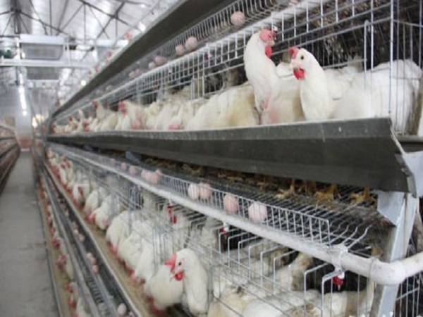 兽用消毒剂厂家 兽用消毒剂厂家